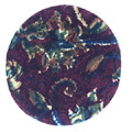 Carpet Disc 19